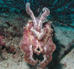 Komodo Cuttlefish - Put up your dukes ! by Dale Treadway 